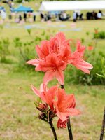 【鮮やかに】オレンジ色の花を咲かせたレンゲツツジ。暖冬の影響か、例年より早く満開になったという
