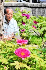 庭先で大輪の花を開き始めた寒ボタン＝２２日、新温泉町和田
