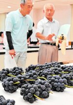 今年の出来栄えを確認する生産者ら＝２６日、北栄町江北のＪＡ鳥取中央北条支所