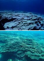 　２０２４年９月、三宅島の富賀浜で白化したサンゴ（三宅島自然ふれあいセンター・アカコッコ館内藤明紀さん撮影）。下は２０２２年７月の富賀浜（コーラル・ネットワーク土川仁さん撮影）
