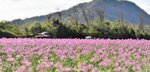 鳥取はラッキョウの生産量が日本一。知って伝えることで、子どもたちが地元を誇らしく思う気持ちを育みたいですね