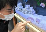 大きなハサミと目元が特徴的なメガネカラッパ＝２８日、鳥取市賀露町西３丁目のとっとり賀露かにっこ館