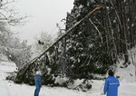 倒木により通行止めとなった県道＝１月３０日、鳥取県若桜町来見野