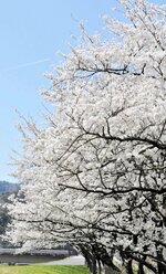 青空と競演　岸田川護岸を彩る桜並木。青空を背景に飛行機雲もアクセントになる＝新温泉町新市