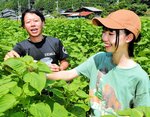 エゴマの葉の収穫を体験する親子＝２７日、新温泉町田井