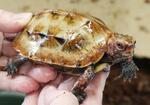 　密輸中に保護されたリュウキュウヤマガメ