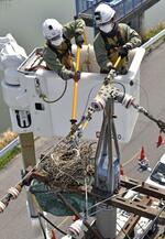 　高所作業車に乗り、電柱に作られた鳥の巣を撤去する中部電力パワーグリッドの作業員＝２０２４年４月、愛知県清須市