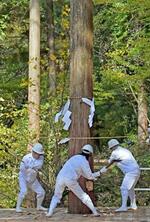 　「三ツ緒伐り」と呼ばれる古式作法で伐採されるヒノキ＝２０１７年１０月、岐阜県中津川市