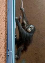 　新たな施設で飼育されているオランウータン＝２１日午前、札幌市の円山動物園