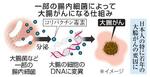 　一部の腸内細菌によって大腸がんになる仕組み（イメージ）