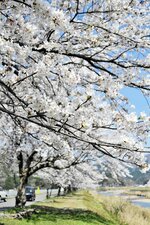 続く花道　久斗川沿いに植えられた桜並木。約６０本の桜が見頃を迎え、道行くドライバーの目を楽しませた＝新温泉町対田