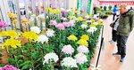 色鮮やかな菊の花がずらりと並ぶ会場