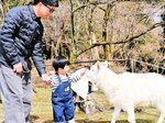 ヤギとの触れ合いを楽しむ親子＝２９日、新温泉町丹土の県立但馬牧場公園