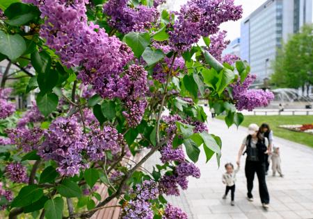 　見ごろを迎えた大通公園のライラック＝１４日午前、札幌市中央区