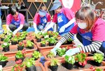 プランターにベゴニアやコリウスを植えるメンバーたち