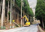 倒木などの恐れがあるスギを伐採する様子＝３月中旬、若桜町の県道若桜湯村温泉線（八頭中央森林組合若桜事業所提供）