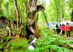 大カツラのそばで森林浴を楽しむ参加者＝２４日、香美町村岡区和池のたじま高原植物園
