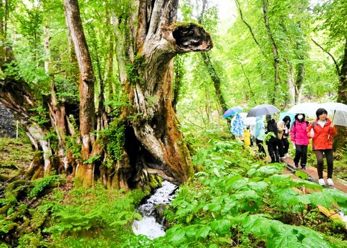 大カツラのそばで森林浴を楽しむ参加者＝２４日、香美町村岡区和池のたじま高原植物園