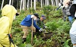 急斜面で杉の苗木を植樹する児童ら＝２７日、智頭町西野