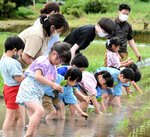 真剣な表情で田植えをする園児ら