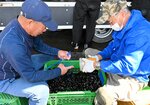 漁を終え、共同でシジミの出荷作業にあたる漁業者ら＝鳥取市湖山町南１丁目の湖山池漁協