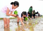 田んぼに入り、田植えに挑戦する子どもたち＝１３日、琴浦町釛