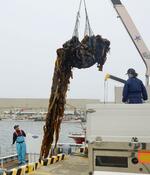 　北海道根室市の漁港で水揚げされる、北方領土・貝殻島周辺のコンブ＝２０２４年６月