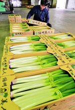 出荷のため生産者から持ち込まれた「伯州美人」＝５日、米子市富益町のＪＡ鳥取西部弓浜青果物予冷センター