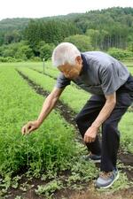 　とんぶりの畑で苗木の様子を見る本間均さん＝６月、秋田県大館市