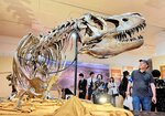 モンゴル・ネメグト盆地で見つかったタルボサウルスの全身骨格