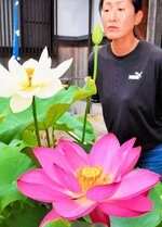 色とりどりの花を咲かせているハス＝１２日、新温泉町前の正楽寺