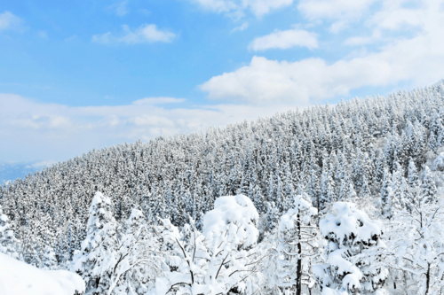 雪化粧した杉林