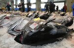 境漁港に初水揚げされたクロマグロ＝１４日、鳥取県境港市昭和町