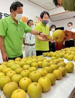  鳥取県オリジナル品種「新甘泉」の出来栄えを確認する生産者ら＝１０日、北栄町由良宿の県園芸試験場 
