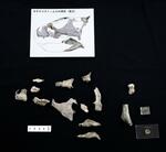 　兵庫県丹波篠山市で発見された「ササヤマグノームス・サエグサイ」の化石＝３日午後、神戸市