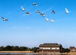 
北帰行がピークとなった１０日、園内を飛び交うコハクチョウ＝鳥取県米子市彦名新田の米子水鳥公園