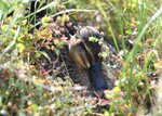 敷地内の花壇で抱卵するカモ＝５月２９日、鳥取市千代水３丁目の鳥取署