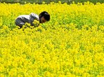 春風に揺られて輝く見頃を迎えた菜の花＝３１日、香美町香住区三谷のさとの風ファ～ム
