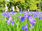 群生し、訪れた人々を楽しませているカキツバタ＝１２日、鳥取県岩美町牧谷の又助池