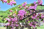 かれんなピンクの花が見頃を迎えた菊桜＝２５日、鳥取市東町２丁目の久松公園
