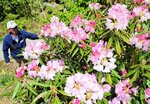 淡いピンク色の花を咲かせているシャクナゲ＝１３日、香美町小代区新屋の全国石楠花公園
