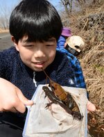 水路に生息するアカハライモリを調査する参加者＝１２日、若桜町つく米