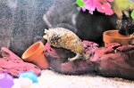 環境の日を前に展示されているアメフラシ＝４日、鳥取市賀露町西３丁目のとっとり賀露かにっこ館