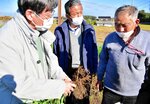 試し掘りした「ミシマサイコ」の根を確認する（左から）佐橋理事、渡辺副センター長、栽培農家の福井さん＝４日、琴浦町杉下