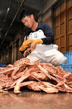 【カニ積み上げ】初競りを前に積み上げられるズワイガニ（鳥取県漁協賀露支所）