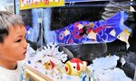 元気に水槽内を泳ぎ回るヒメツバメウオ＝７日、鳥取市賀露町西３丁目のとっとり賀露かにっこ館