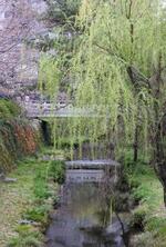 　京都の鴨川に見立てたという一の坂川周辺＝山口市