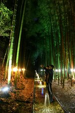 幻想的な光に彩られた竹林で写真撮影する参加者＝１１日、倉吉市関金町泰久寺の旧国鉄倉吉線廃線跡