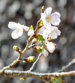 　全国で最も早く開花した高知城三の丸にある標本木のソメイヨシノ＝２３日午後、高知市