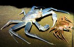 色違いの珍しい松葉ガニ（左）。通常色の親ガニと一緒に展示されている＝１３日、鳥取市賀露町西３丁目のとっとり賀露かにっこ館